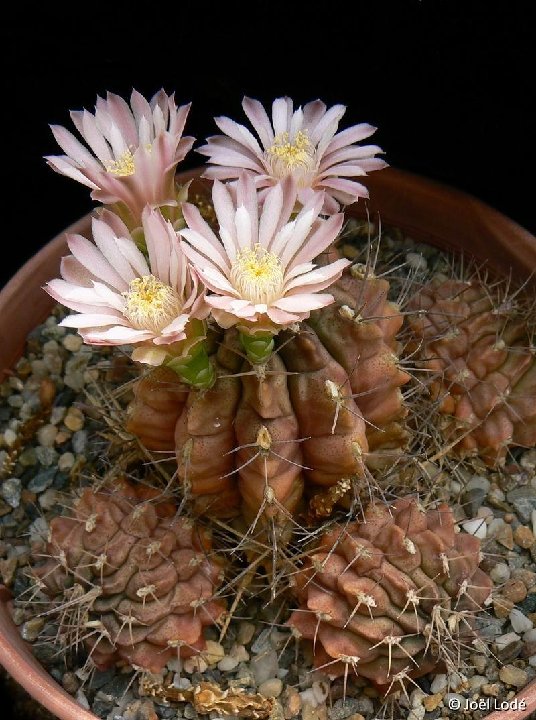 Gymnocalycium mihanovichii v. ©JLcoll.1940